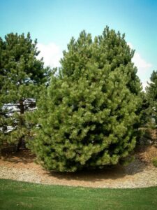 Сосна Чёрная (Pinus Nigra) купить по цене от 270.00р. в интернет-магазине «Посадика» с доставкой почтой в в Кинешмае и по всей России – [изображение №1].