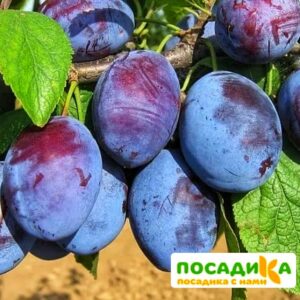 Слива Чачакская ранняя купить по цене от 229.00р. в интернет-магазине «Посадика» с доставкой почтой в в Кинешмае и по всей России – [изображение №1].