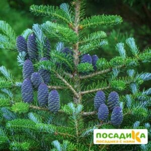 Пихта корейская (Abies koreana) купить по цене от 450.00р. в интернет-магазине «Посадика» с доставкой почтой в в Кинешмае и по всей России – [изображение №1].