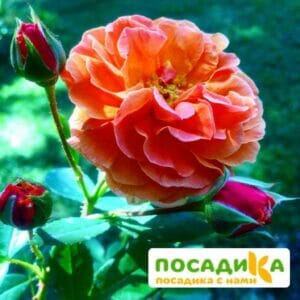 Роза Арабия купить по цене от 350.00р. в интернет-магазине «Посадика» с доставкой почтой в в Кинешмае и по всей России – [изображение №1].