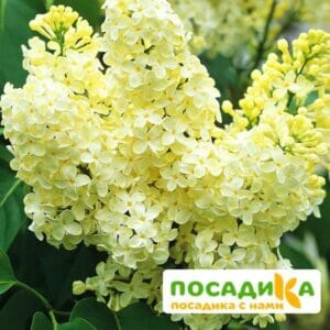 Сирень Примроуз (Primrose) купить по цене от 529.00р. в интернет-магазине «Посадика» с доставкой почтой в в Кинешмае и по всей России – [изображение №1].