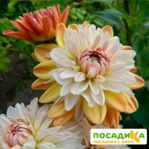 Георгина Коуп де Солейл (декоративная) купить по цене от 400р. в интернет-магазине «Посадика» с доставкой почтой в в Кинешмае и по всей России – [изображение №1].