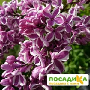 Сирень Сенсация купить по цене от 529.00р. в интернет-магазине «Посадика» с доставкой почтой в в Кинешмае и по всей России – [изображение №1].