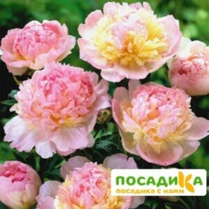 Пион Распберри Сандей (Paeonia Raspberry Sundae) купить по цене от 959р. в интернет-магазине «Посадика» с доставкой почтой в в Кинешмае и по всей России – [изображение №1].