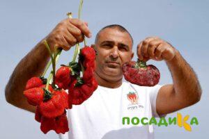Клубника Гигант Джорнея купить по цене от 266р. в интернет-магазине «Посадика» с доставкой почтой в в Кинешмае и по всей России – [изображение №1].
