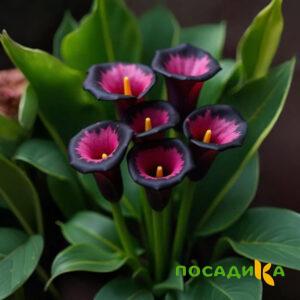 Калла Аура Лейс купить по цене от 400р. в интернет-магазине «Посадика» с доставкой почтой в в Кинешмае и по всей России – [изображение №1].