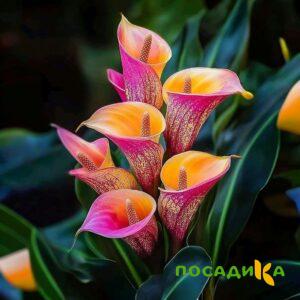 Калла Оникс купить по цене от 450р. в интернет-магазине «Посадика» с доставкой почтой в в Кинешмае и по всей России – [изображение №1].