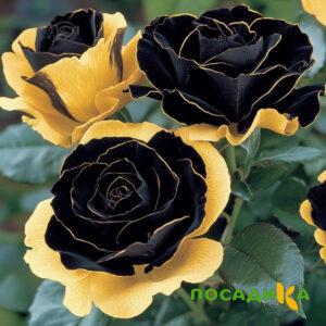 Роза Ханни Сикл купить по цене от 700р. в интернет-магазине «Посадика» с доставкой почтой в в Кинешмае и по всей России – [изображение №1].