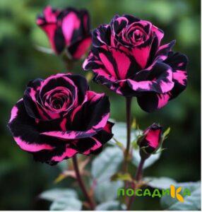 Роза Багровый Шепот купить по цене от 366р. в интернет-магазине «Посадика» с доставкой почтой в в Кинешмае и по всей России – [изображение №1].