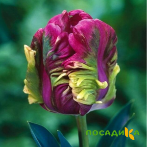 Тюльпан Экзотик Хэвен купить по цене от 186р. в интернет-магазине «Посадика» с доставкой почтой в в Кинешмае и по всей России – [изображение №1].