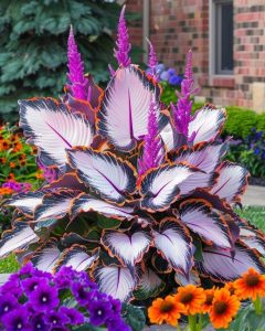 Хоста Кримэн Дрим купить по цене от 549р. в интернет-магазине «Посадика» с доставкой почтой в в Кинешмае и по всей России – [изображение №1].